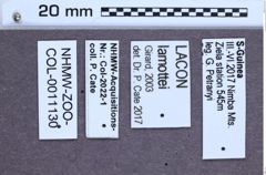 Etiketten zu Lacon lamottei (NHMW-ZOO-COL-0011130)